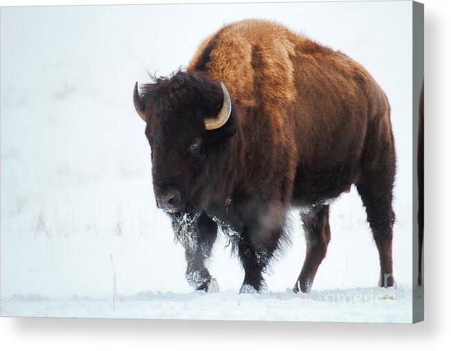 Buffalo Acrylic Print featuring the photograph Waiting for Spring by Jim Garrison