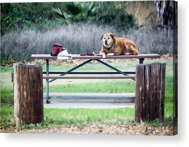 Dog Acrylic Print featuring the digital art Waiting Patiently by Photographic Art by Russel Ray Photos