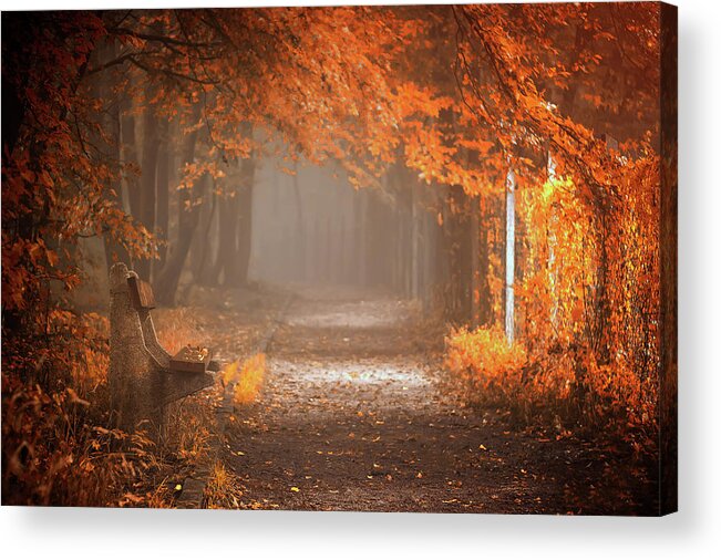 Tree Acrylic Print featuring the photograph Waiting To Fall by Ildiko Neer