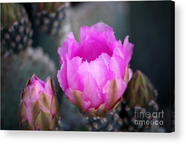 Cactus Acrylic Print featuring the photograph Waking by Marcia Breznay