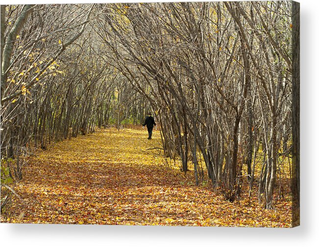 Autumn Acrylic Print featuring the photograph Walking a Golden Road by Lynn Hansen