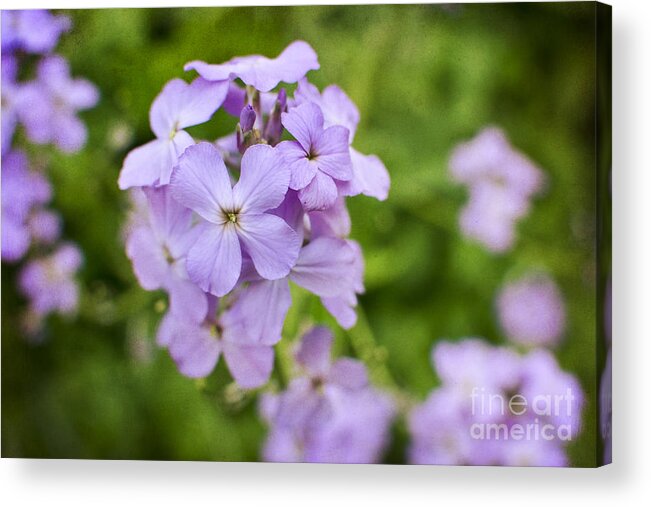 Purple Acrylic Print featuring the photograph Wallflowers Get Attention by Maria Janicki