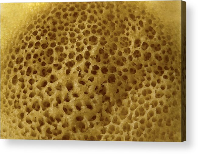 Material Acrylic Print featuring the photograph Warped celled organic structure by Oonal