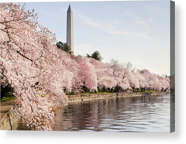 Tidal Basin Acrylic Print featuring the photograph Washington Dc Cherry Blossoms And by Ogphoto