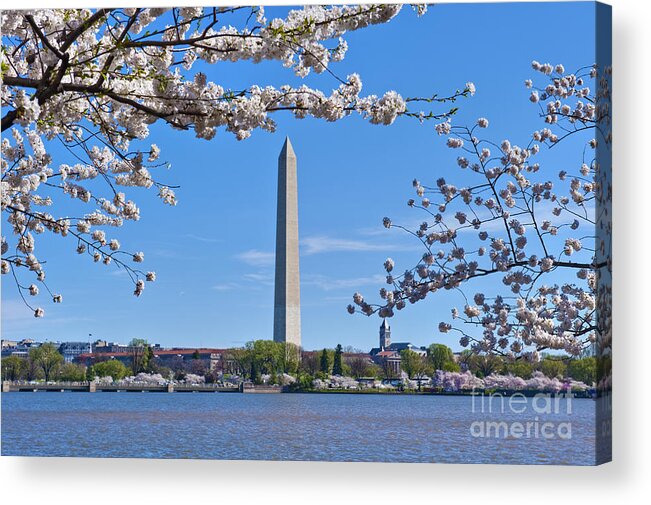 Washington Monument Acrylic Print featuring the photograph Washington Monument Spring Cherry Blossom trees Full Bloom Tidal Basin by David Zanzinger