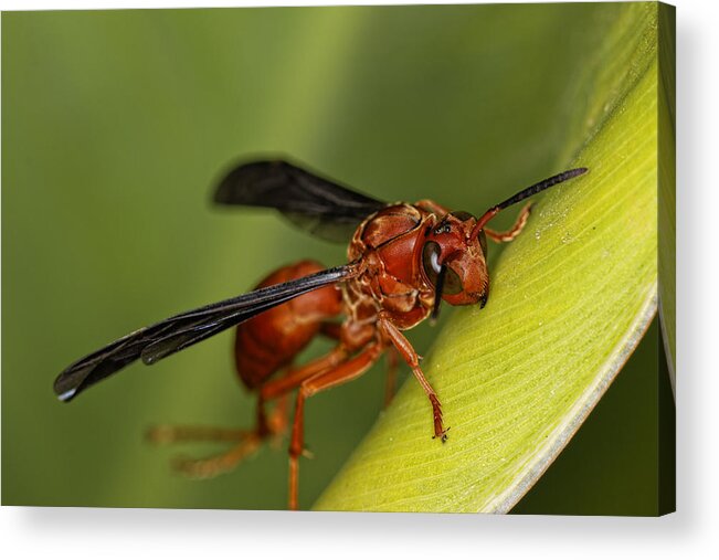 Wasp Acrylic Print featuring the photograph Wasp 2 by Jonathan Davison