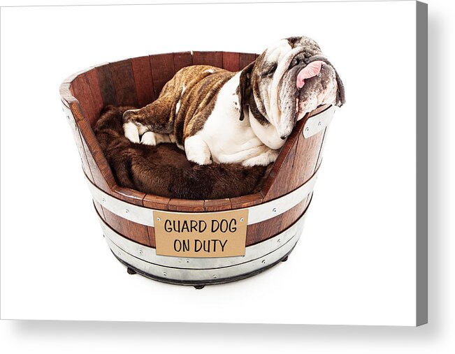 Dog Acrylic Print featuring the photograph Watch Dog Sleeping on Job by Good Focused
