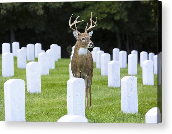 Cemetery Acrylic Print featuring the photograph Watching Over Departed Souls by Bill and Linda Tiepelman