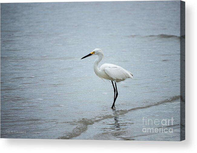 Beach Acrylic Print featuring the photograph Watching by Todd Blanchard