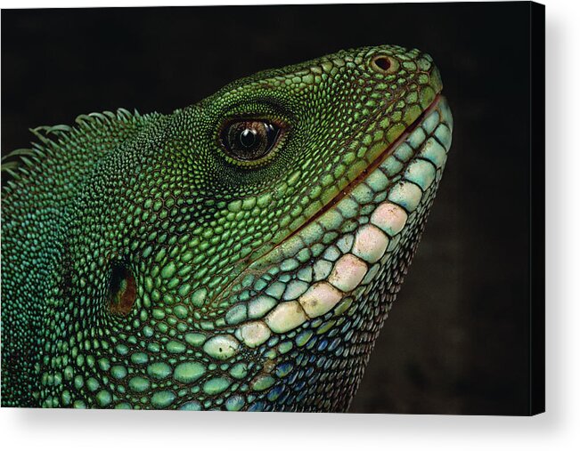 Feb0514 Acrylic Print featuring the photograph Water Dragon Face Vietnam by Mark Moffett