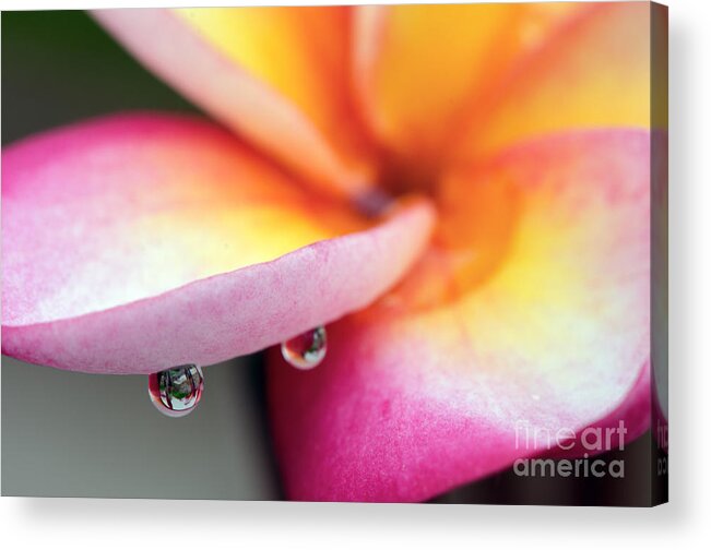 Water Acrylic Print featuring the photograph Water Drops On A Plumeria by Eddie Yerkish