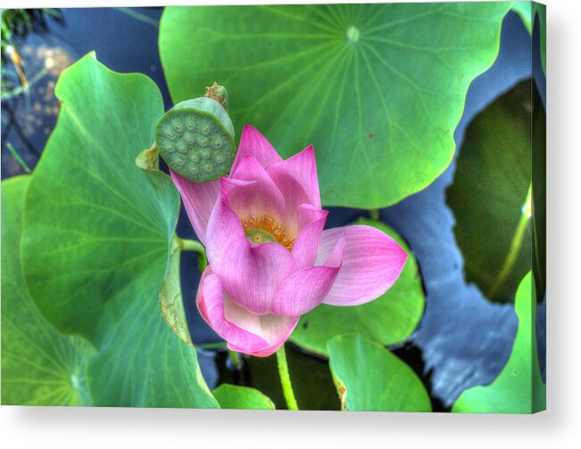 Flower Acrylic Print featuring the photograph Water Flower by Jim Shackett