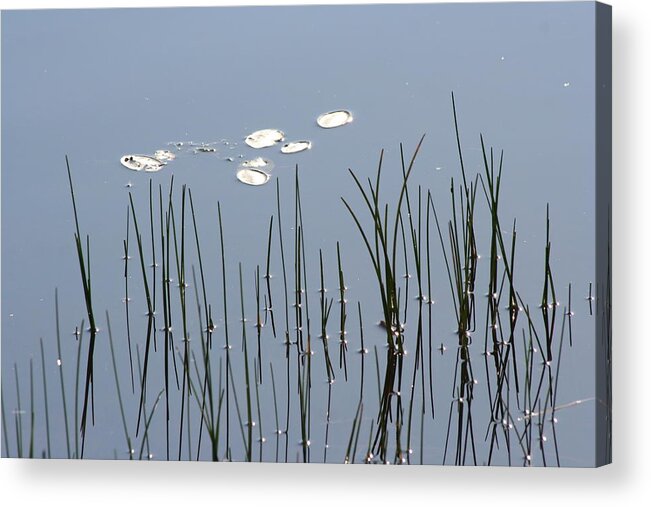 Water Lilies Acrylic Print featuring the photograph Water Lilies by Dr Carolyn Reinhart