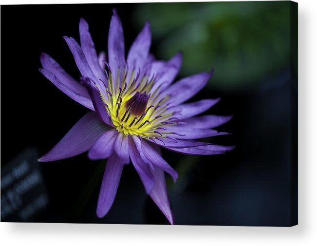 Close-ups Acrylic Print featuring the photograph Water Lilly by Donald Brown