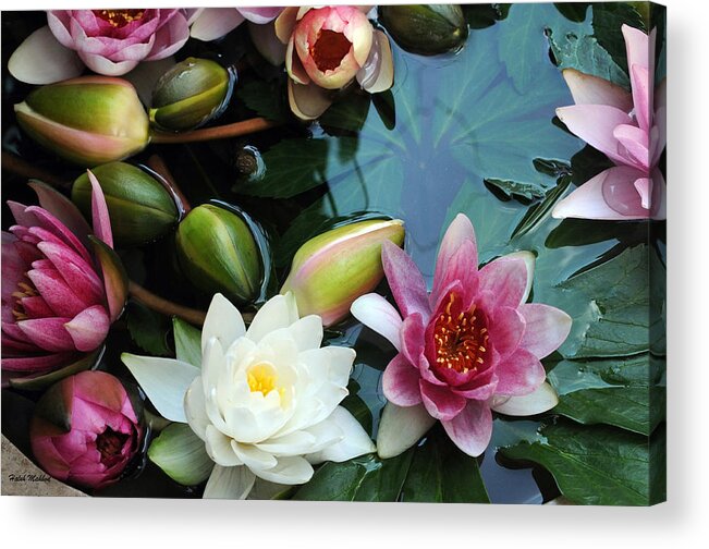 Botanical Photography Acrylic Print featuring the photograph Water Lily Series 1 by Haleh Mahbod