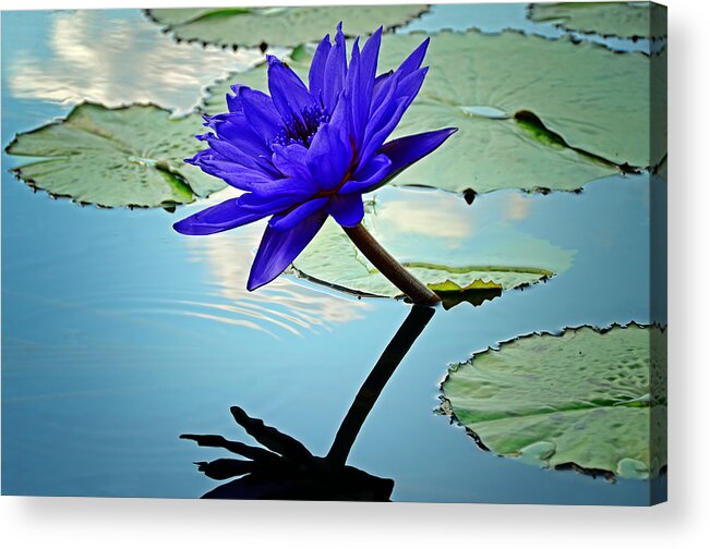 Purple Flower Acrylic Print featuring the photograph Water Lily by Steven Michael