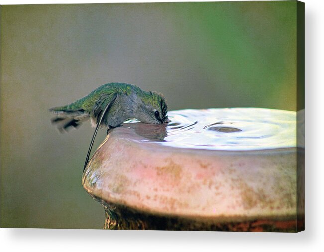Bird Acrylic Print featuring the photograph Water logged by Tammy Espino