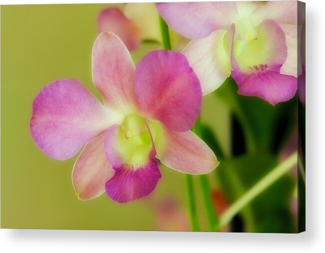 Orchid Acrylic Print featuring the photograph Watercolor Orchid by Jade Moon 