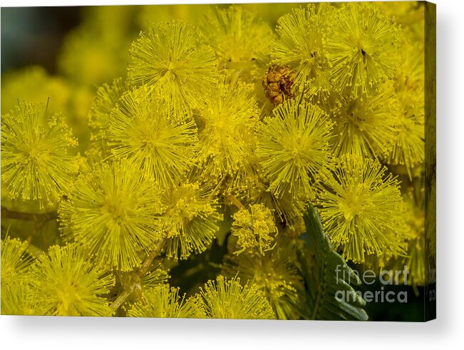 Australia Acrylic Print featuring the photograph Wattle by Steven Ralser