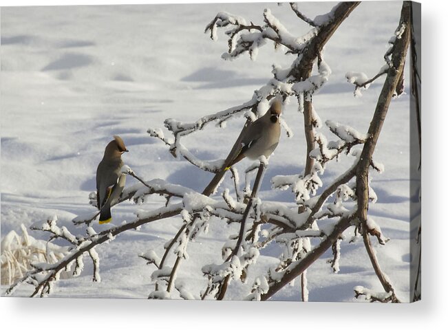 Winter Acrylic Print featuring the photograph Waxwing Couple by Ellery Russell