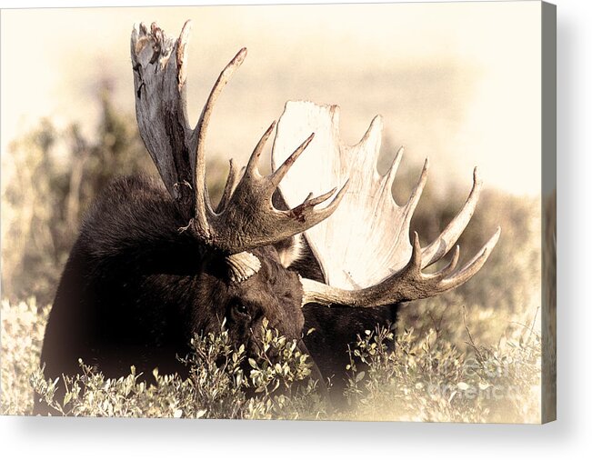 Moose Acrylic Print featuring the photograph Wear a Crown by Jim Garrison