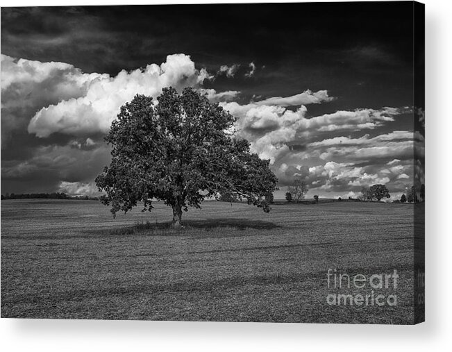 Flickr Explore Acrylic Print featuring the photograph Weathered Oak by Dan Hefle