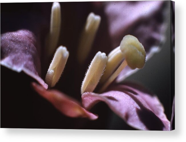 Retro Images Archive Acrylic Print featuring the photograph Weigela flower by Retro Images Archive
