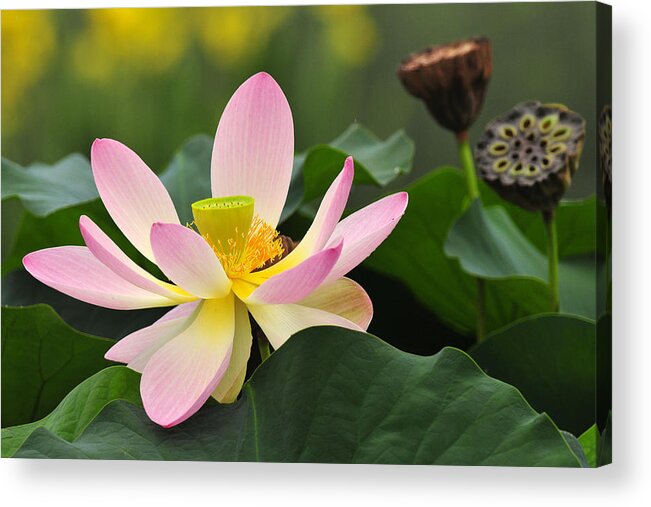 Lotus Acrylic Print featuring the photograph West India Lotus by Dan Myers