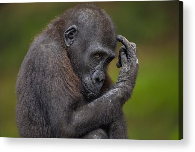 534549 Acrylic Print featuring the photograph Western Lowland Gorilla Juvenile by Zssd