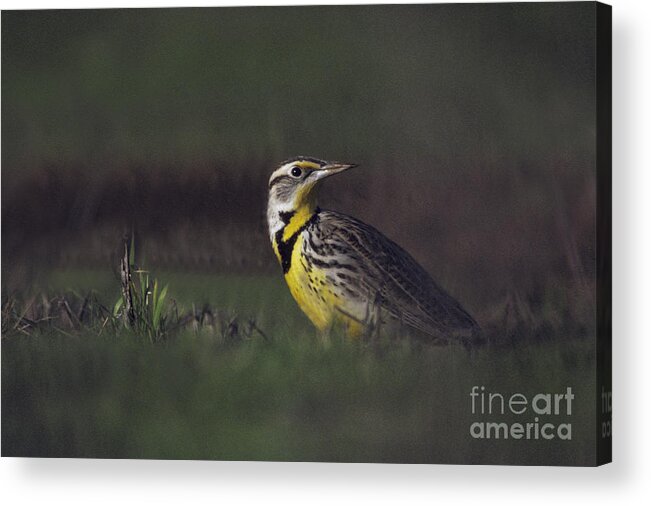 Western Meadowlark Acrylic Print featuring the photograph Western Meadowlark by Ron Sanford