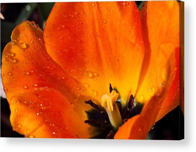 Tulip Photo Acrylic Print featuring the photograph Wet and Wild by Katherine White