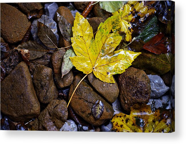 Nature Acrylic Print featuring the photograph Wet autumn leaf on stones by Ivan Slosar