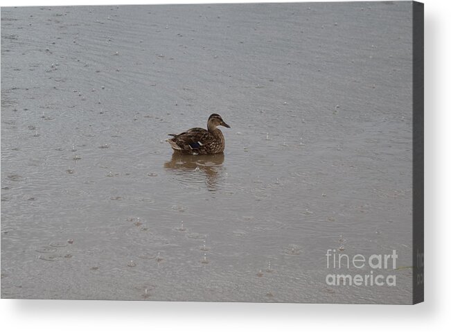 Newborn Acrylic Print featuring the photograph Wet Duck by Scott Lyons