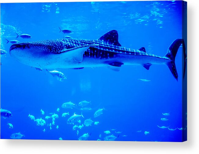 Animal Acrylic Print featuring the photograph Whale Sharks Swimming In Aquarium With People Observing by Alex Grichenko