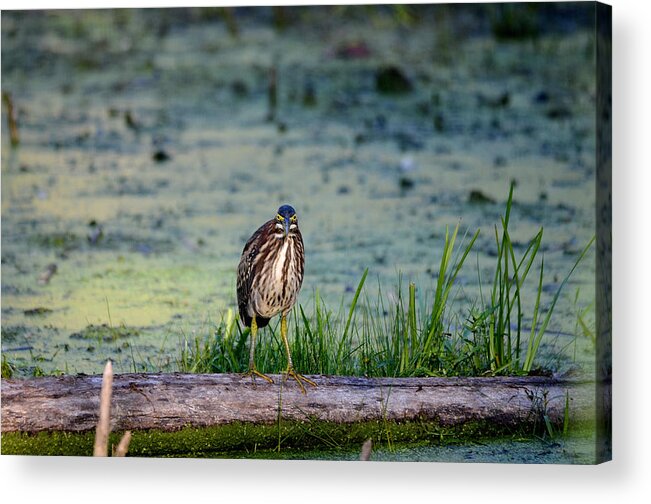 Nature Acrylic Print featuring the photograph Whatcou lookin' at? by David Porteus