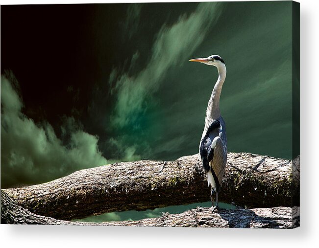 Bird Acrylic Print featuring the photograph What's up?? by Christine Sponchia