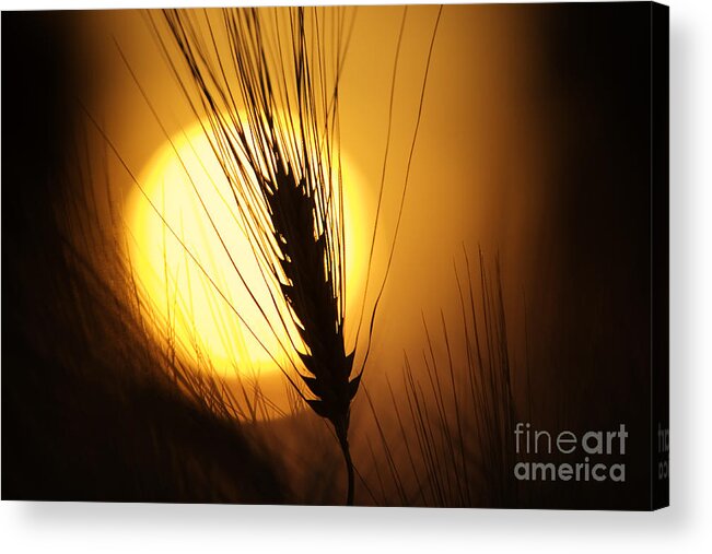 Sunset Acrylic Print featuring the photograph Wheat at Sunset by Tim Gainey