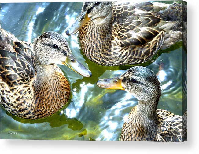 Brown Ducks Acrylic Print featuring the photograph When Duck Bills Meet by Lesa Fine