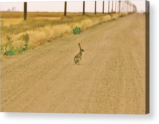  Rabbit Acrylic Print featuring the photograph Where is Everyone? by Shirley Heier