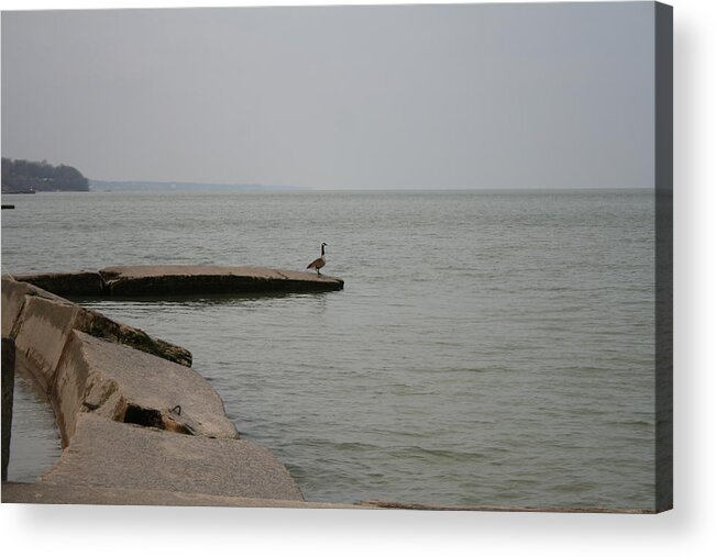Canadian Geese Acrylic Print featuring the photograph Solitude on Lake Erie by Valerie Collins