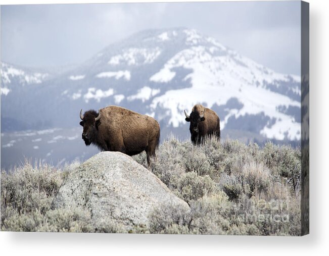 Bison Acrylic Print featuring the photograph Where the Bison Roam by Deby Dixon