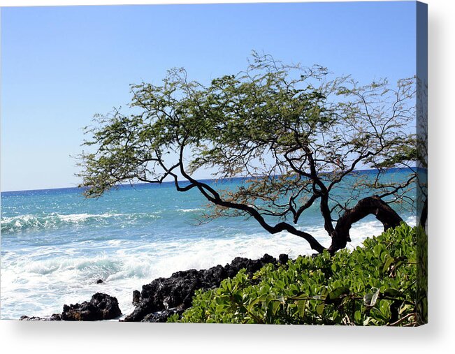 Tree Acrylic Print featuring the photograph Whimsical Tree by Karen Nicholson