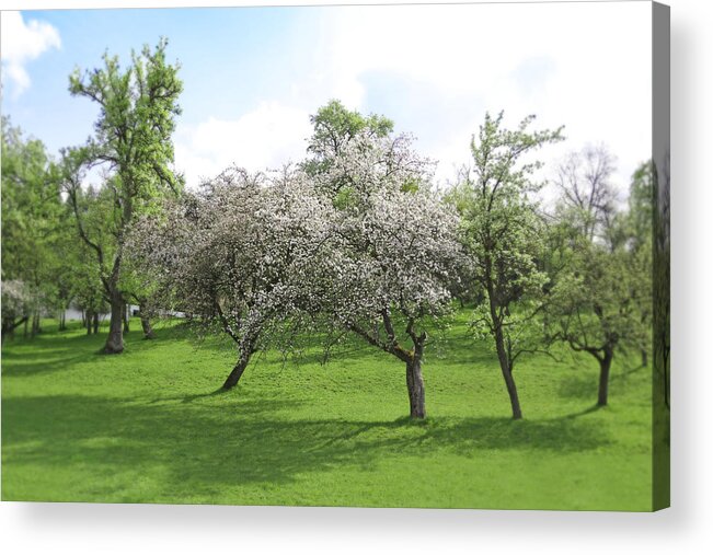 Spring Acrylic Print featuring the photograph White Apple Blossoms and Austrian Landscape by Brooke T Ryan