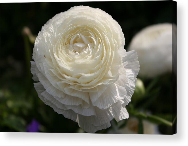 White Buttercup Acrylic Print featuring the photograph White Buttercup - Ranunculus by Christiane Schulze Art And Photography