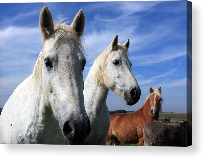Horses Acrylic Print featuring the photograph White Camargue Horses by Aidan Moran