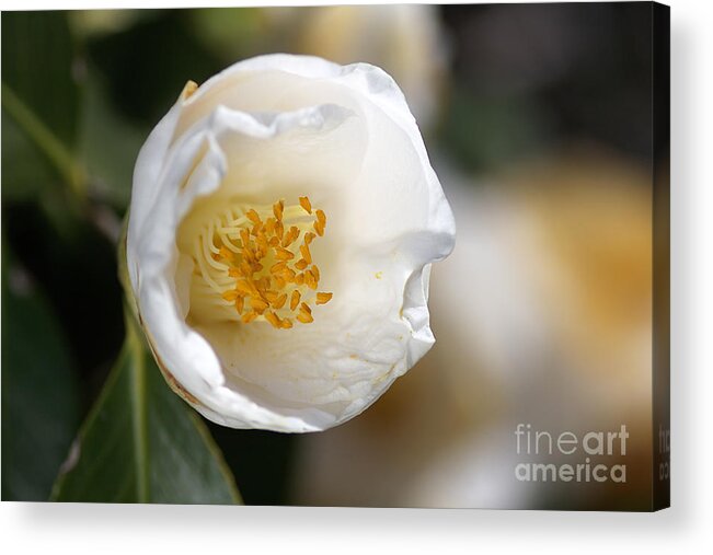 Ericales Acrylic Print featuring the photograph White Camellia by Joy Watson