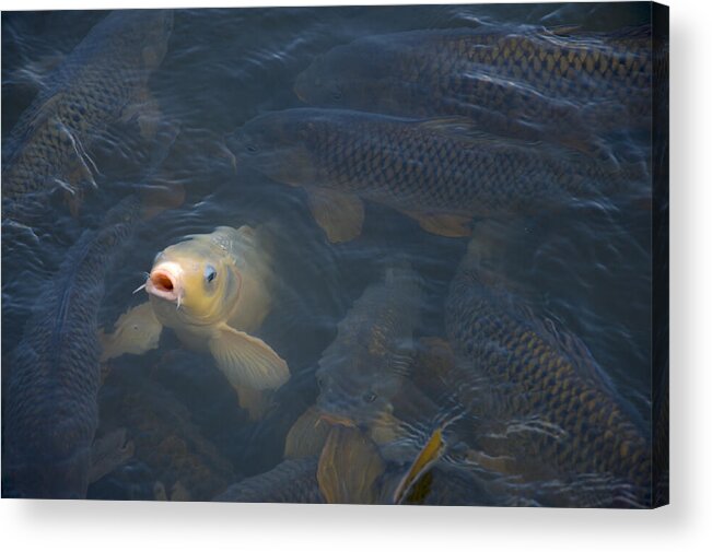 Fish Acrylic Print featuring the photograph White carp in the lake by Flees Photos