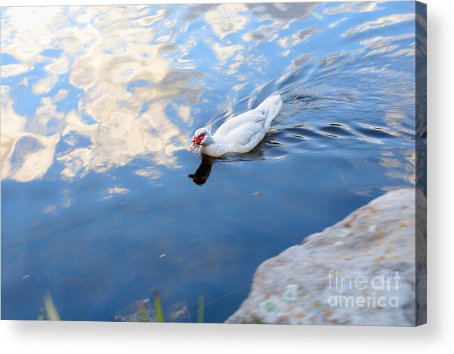Photography Acrylic Print featuring the photograph White Duck on White Clouds by Kaye Menner
