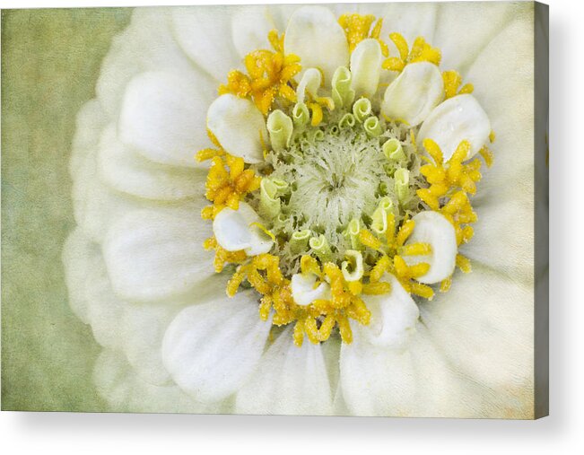 White Zinnia Flower Acrylic Print featuring the photograph White Elegance by Marina Kojukhova
