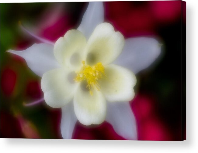 White Flower Acrylic Print featuring the photograph White Flower on Red Background by Greg Nyquist